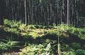 The new pine plantation